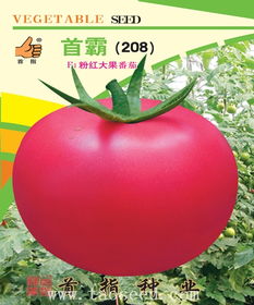 首霸208番茄 首指种业产品中心与电焊网的多维应用