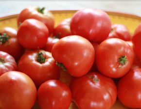 西红柿（番茄）的功效作用、种植环境要求及旱地高产种植技巧