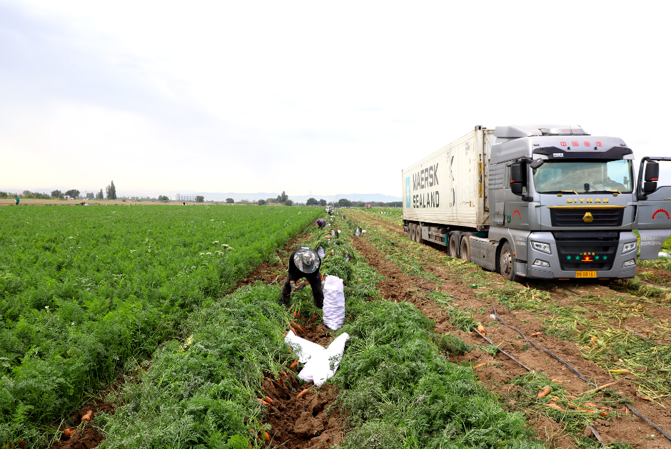 有他们帮忙，三坪农场农产品不愁卖！
