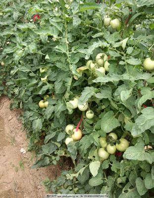 守护红艳丰收 电焊网在西红柿园中的巧妙应用