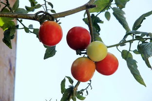 天涯文化骑行记 风行石壁，探访芳前石村的坚韧与诗意