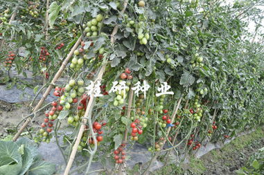 桂研新品添丁成功，粉色水果番茄表现亮眼