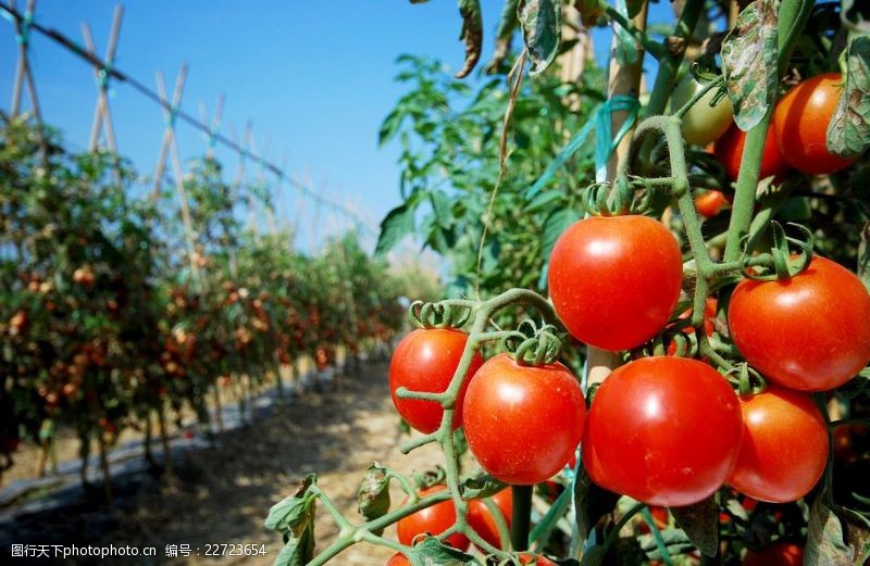 番茄丰收的艺术 精选西红柿架图片素材与实用搭架指南