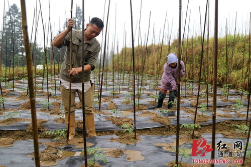 跟着领头雁，勾花网铺就致富路