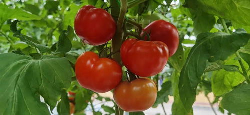 小博带您逛农博丨探秘长春农博园里的番茄成长记