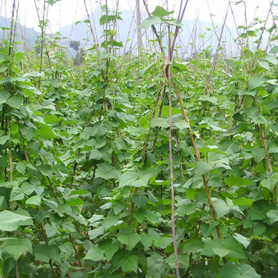 西红柿搭架全攻略 从选材到上架，助你收获累累硕果